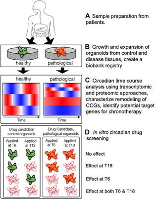 Organoids as Model Systems to Investigate Circadian Clock-Related Diseases and Treatments